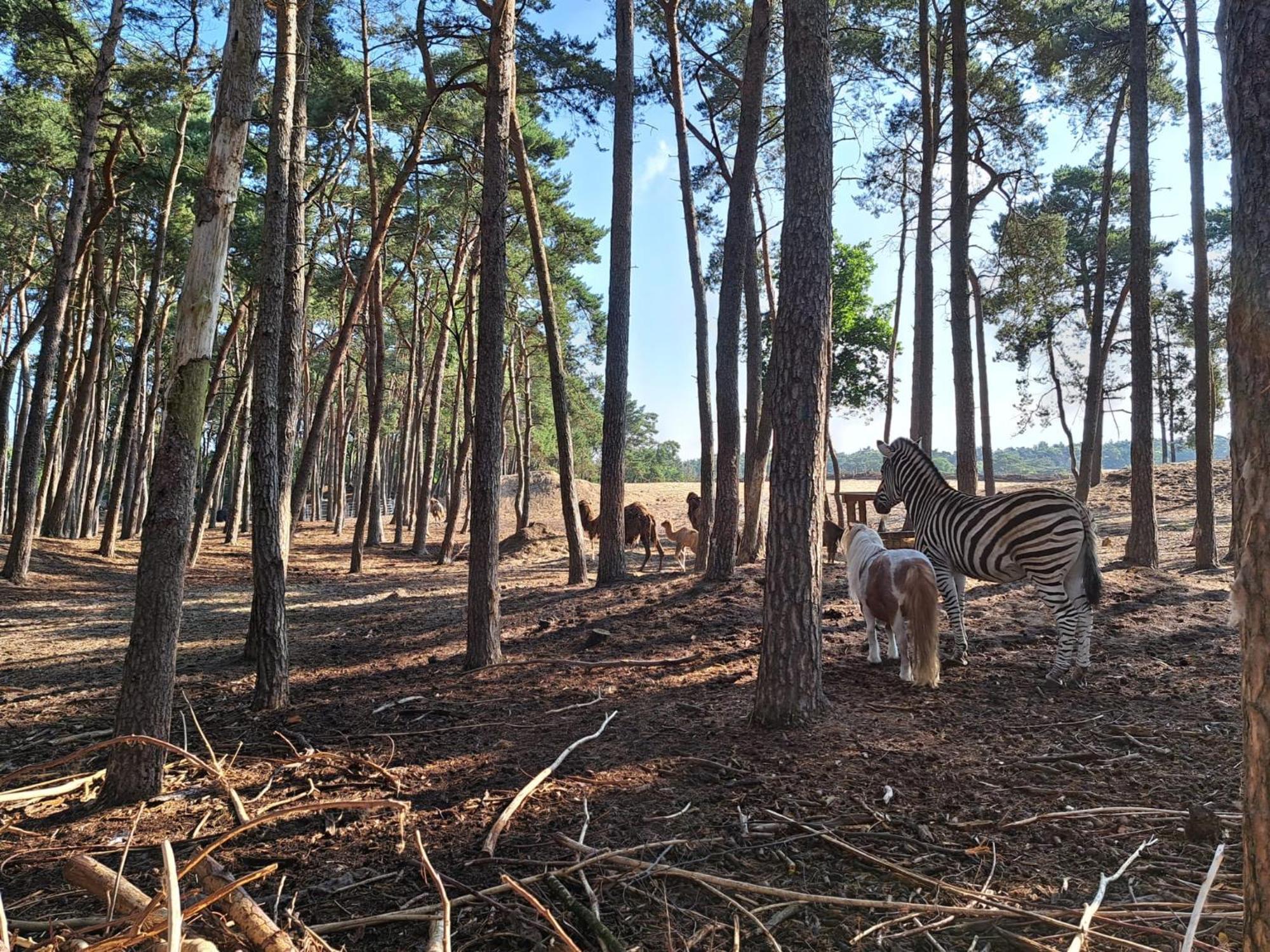 Ruim Chalet, Midden In Het Bos! 넌스피트 외부 사진